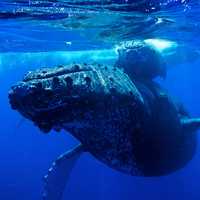 Humpback whale under water