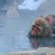 Japanese Snow monkey Macaque in hot spring Onsen Jigokudan Park,