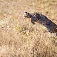 Jumping Bobcat