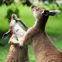 Kangaroos Fighting