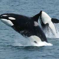 Killer Whales Orcas Jumping
