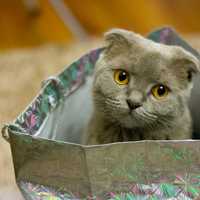 Kitten in a bag