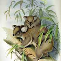 Koala depiction in 1863