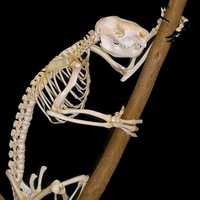 Koala Skeleton