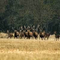 Large herd of Deer