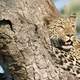 Leopard in a tree