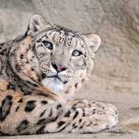 Leopard lying on the ground