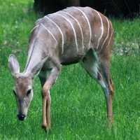 Lesser Kudu