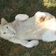 Lion Cub laying down being playful