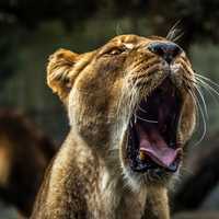 Lion Roaring loudly