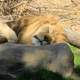 Lion sleeping