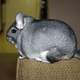 Long-tailed chinchilla sitting on Sofa -- Chinchilla lanigera