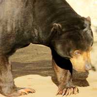 Malayan Sun Bear