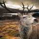 Male Deer with large antlers closeup