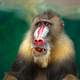 Mandrill Face - Mandrillus sphinx