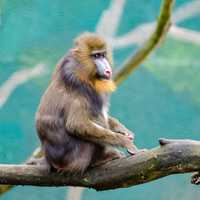 Mandrill sitting on a branch