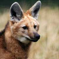 Maned Wolf in the UK