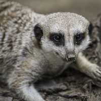 Meerkat Closeup