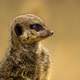 Meerkat standing up