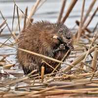 Muskrat chewing away