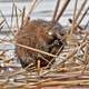 Muskrat chewing away