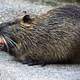 Muskrat Eating fruit