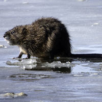 Muskrat on the Ice