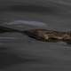 Muskrat swimming in the water