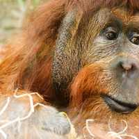 Orangutan great ape