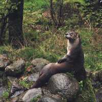 Otter in the wild - Family Lutrinae