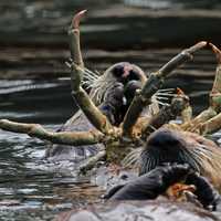 Otters eating giant crab