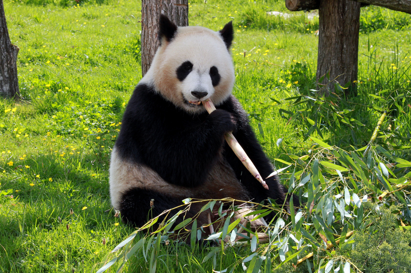 Panda Bear Eating Bamboo On The Ground Image Free Stock Photo 