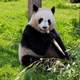 Panda Bear eating Bamboo on the ground