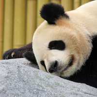 Panda Bear Sleeping on a rock