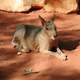 Patagonian mara sitting on the ground - Dolichotis patagonum