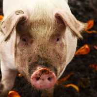 Pig with muddy snout