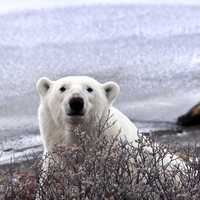 Polar bear behind the bush