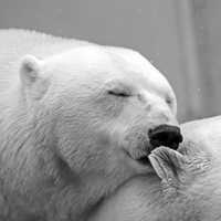 Polar Bears - Ursus maritimus