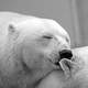 Polar Bears - Ursus maritimus