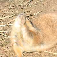 Prairie Dog