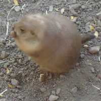 Prairie dog