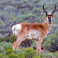 Pronghorn Antelope - Antilocapra americana