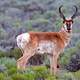 Pronghorn Antelope - Antilocapra americana