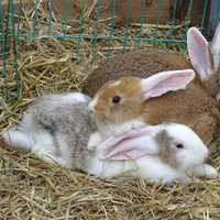 Rabbits bunched up in a huddle