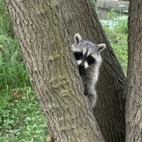 Raccoon hiding behind a tree