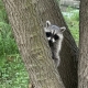 Raccoon hiding behind a tree