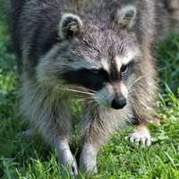 Raccoon looking for food