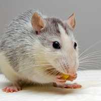 Rat eating food