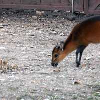 Red-Flanked Duiker