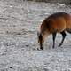 Red Flanked Duiker
